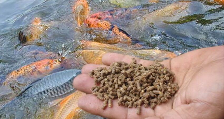 Fungsi Pakan Untuk Ikan