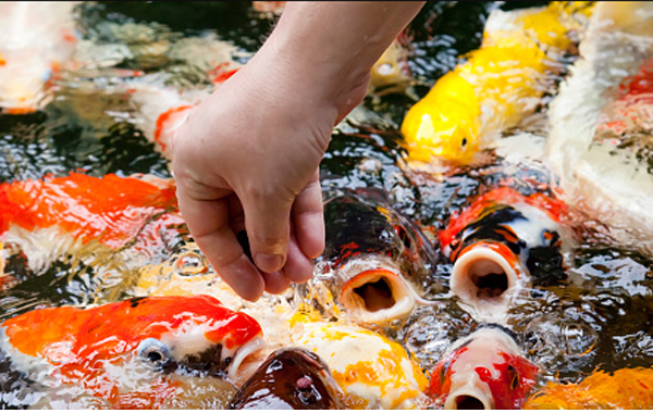 Membuat Pakan Ikan Sendiri