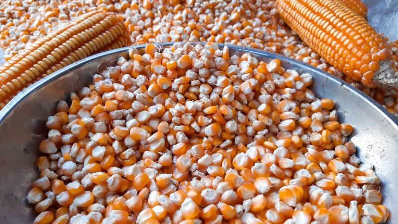 bisnis pengepul jagung