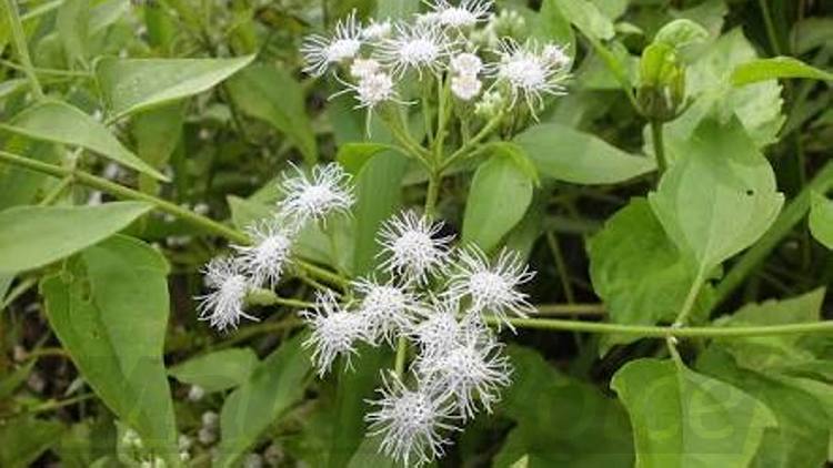 manfaat daun