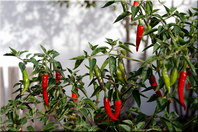 Cara berkebun cabe
