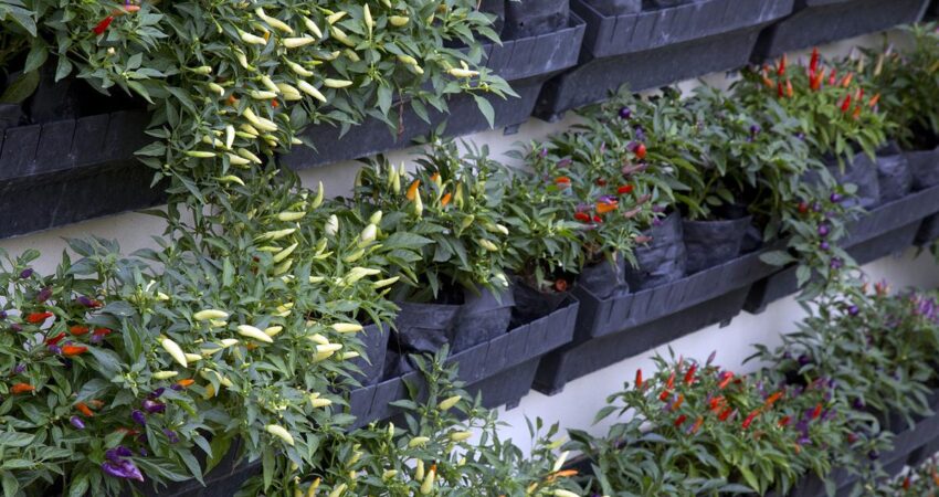 jenis cabe rawit hijau