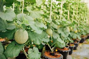 cara menanam melon untuk pemula