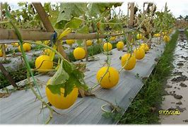 jarak tanam melon