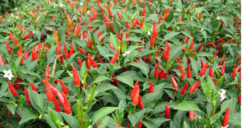 bisnis cabai merah