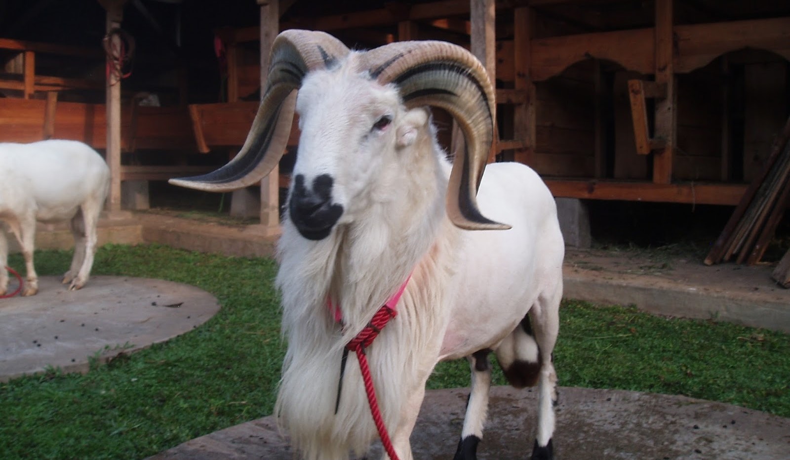 Ternak Domba Garut
