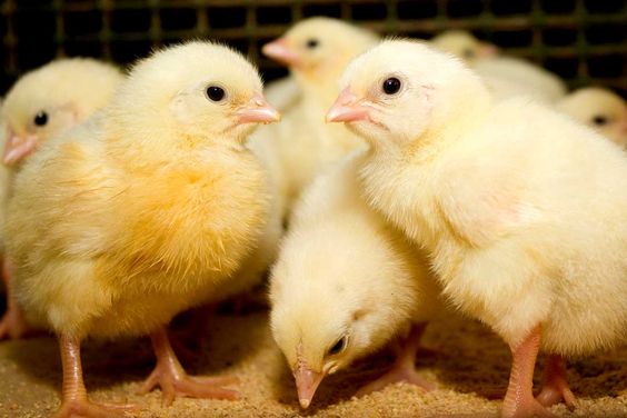 Usaha pemotongan ayam broiler