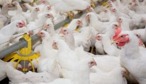 Usaha pemotongan ayam broiler