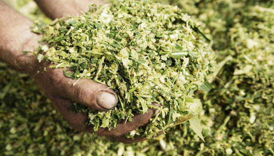 silase