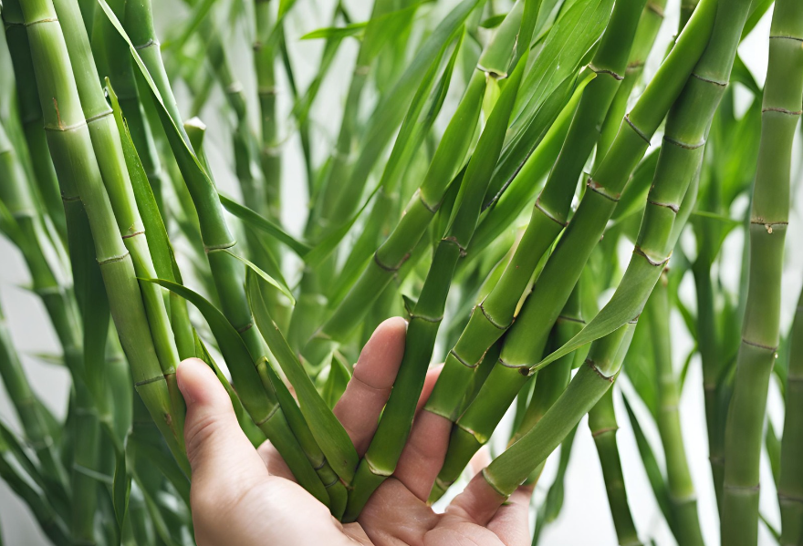 cara memotong daun bambu hoki