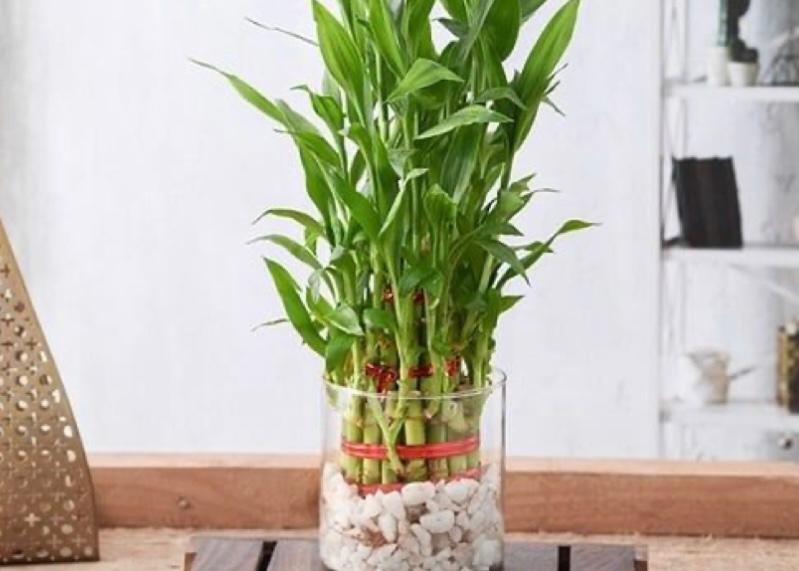 cara memotong daun bambu hoki