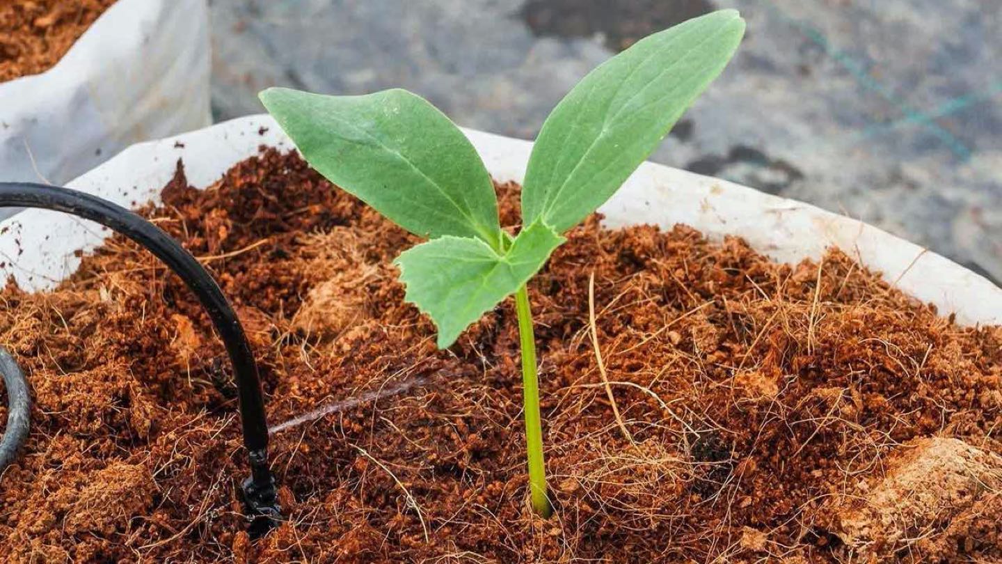 Kegunaan Sabut Kelapa dalam Pertanian