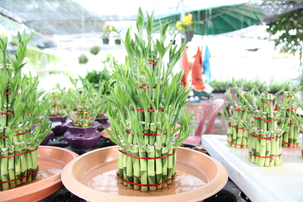 cara memotong daun bambu hoki