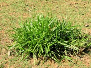 fungsi rumput liar