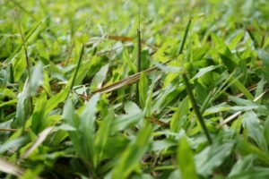 Fungsi rumput liar