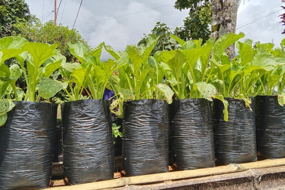 cara menanam rumput odot di polybag