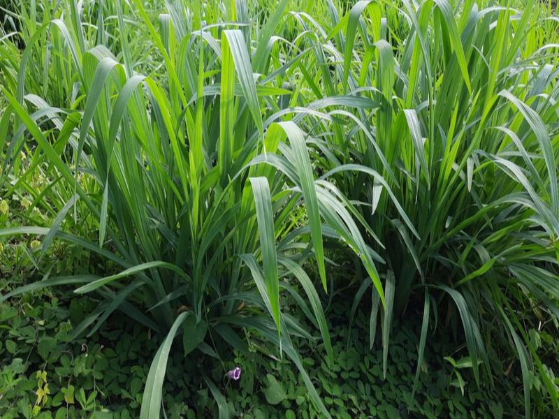kandungan rumput setaria