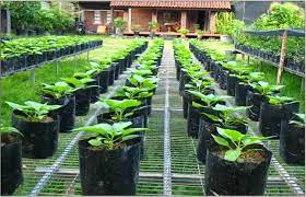tips menanam rumput odot di polybag