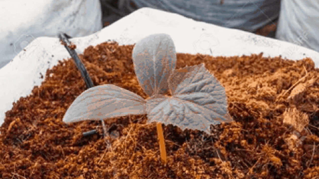 Sabut Kelapa Bahan Ramah