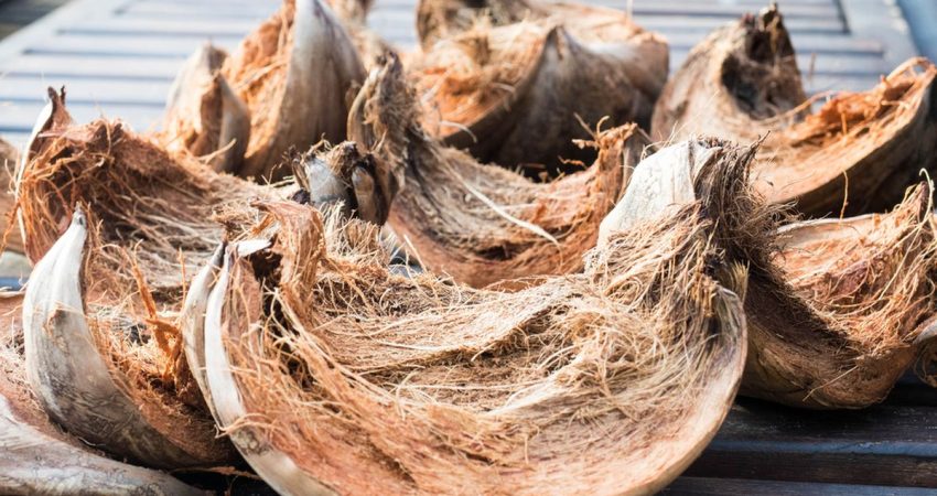 Sabut Kelapa untuk Tanaman Hias