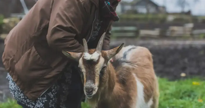 cara mengatasi penyakit kambing menular