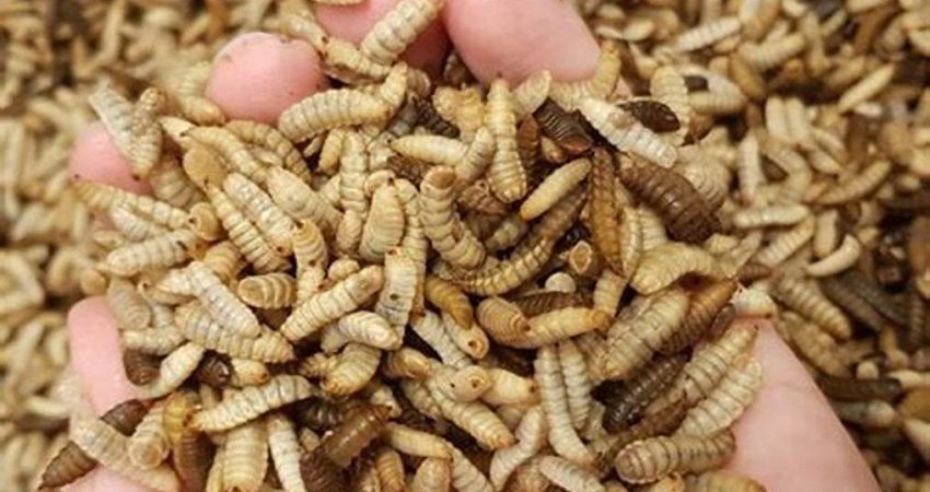 Cara Kerja Mesin Pengering Maggot