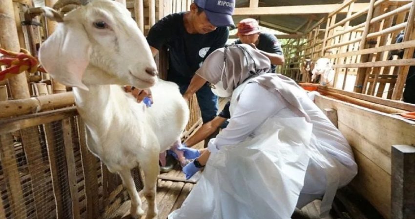 teknik pemeliharaan kambing perah