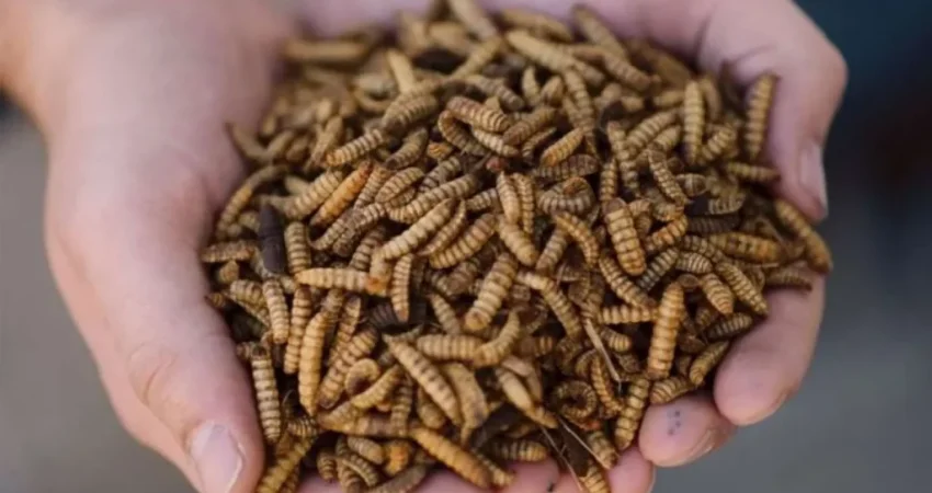 Oven Pengering Pakan Maggot Otomatis