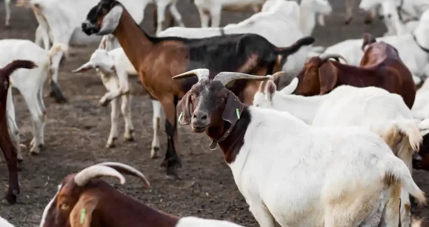 sistem ternak kambing intensif