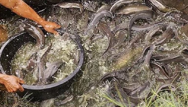 sayuran untuk pakan lele
