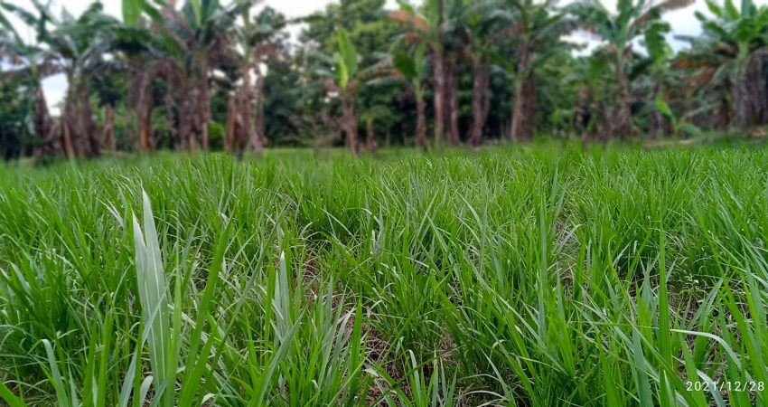 persediaan hijauan volume besar