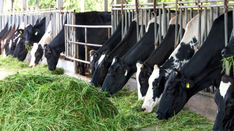 rumput berkualitas untuk sapi