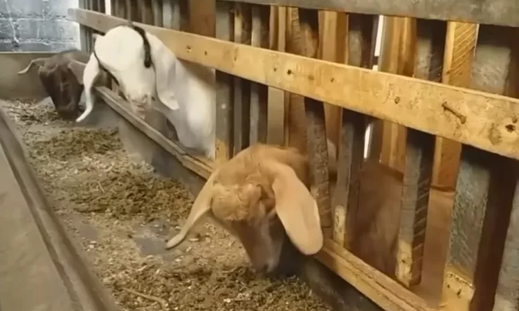 metode ternak kambing organik modern