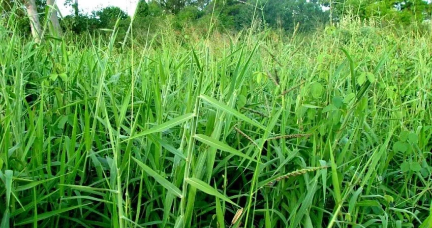 rumput panen berulang cepat