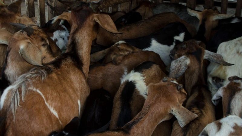metode ternak kambing organik