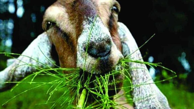 rumput fermentasi nilai gizi tinggi