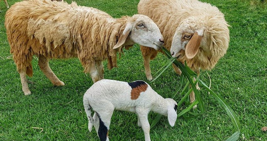 rumput penggemukan kambing domba