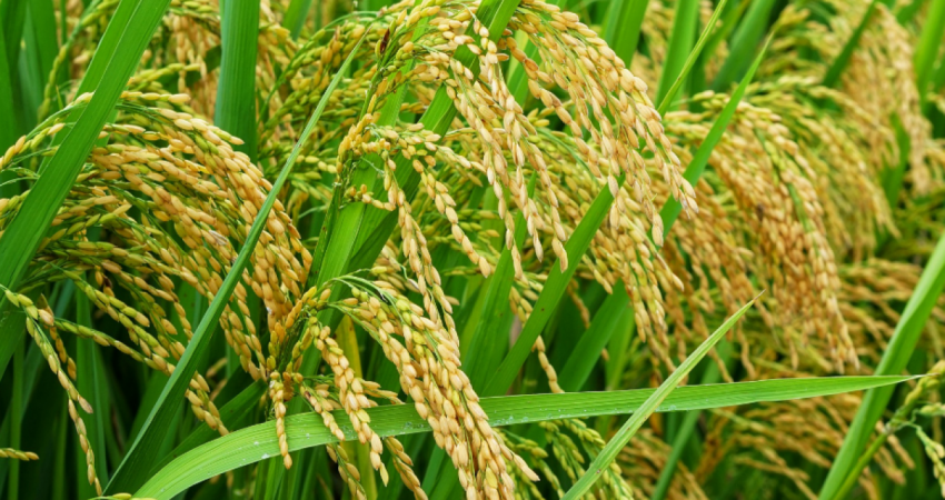 efisiensi panen padi petani