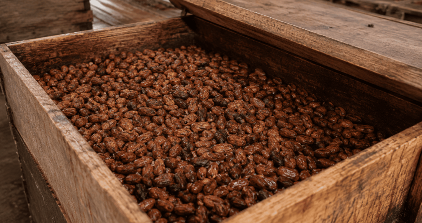 tips fermentasi biji kakao pilihan