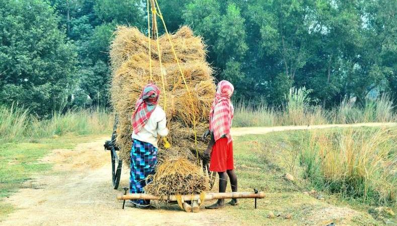 mengolah hasil panen di lokasi