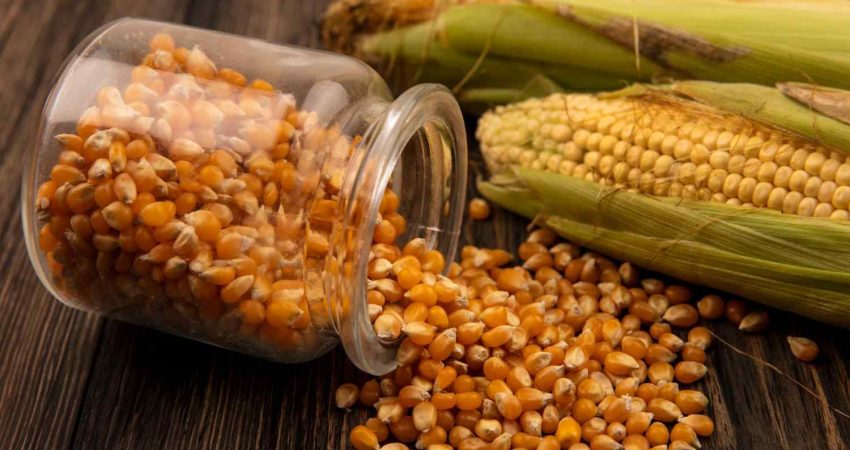 penyebab biji jagung rusak saat dipisah