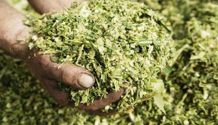 Cara Mengolah Rumput untuk Ternak