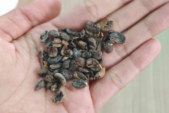 Penyebab Biji Kopi Mengalami Kerusakan