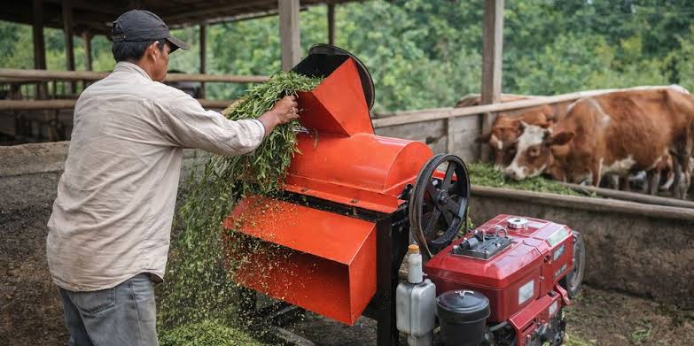Manfaat Pencacahan Rumput untuk Ternak