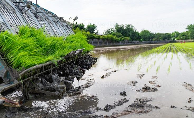 perbedaan benih padi kering dan basah