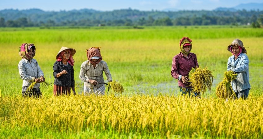 pengelolaan pascapanen padi untuk petani