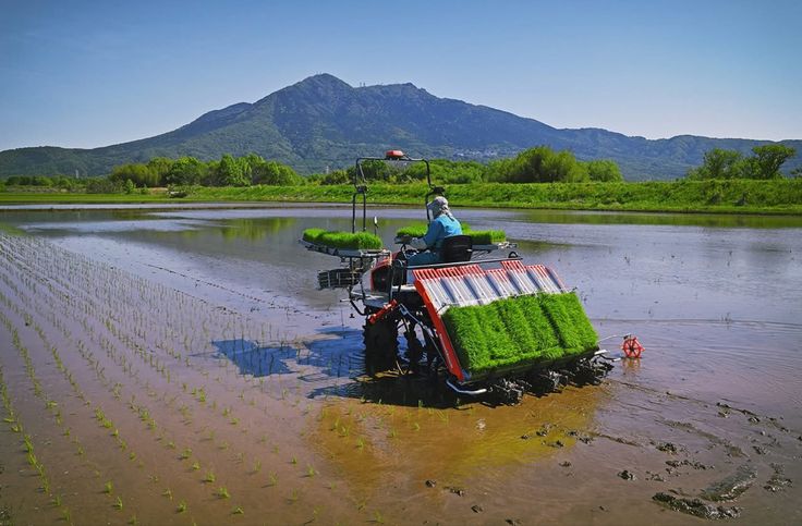 pertimbangan memilih metode penanaman sesuai kondisi sawah