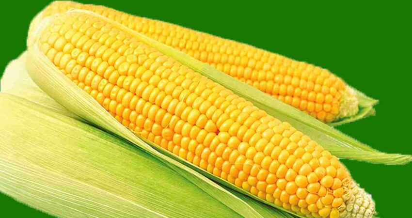 jagung giling pakan ayam