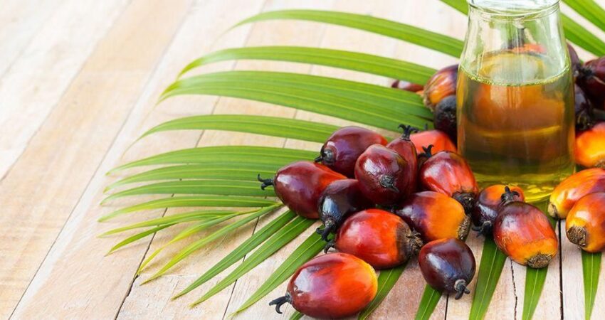 cara mengolah buah sawit menjadi minyak goreng