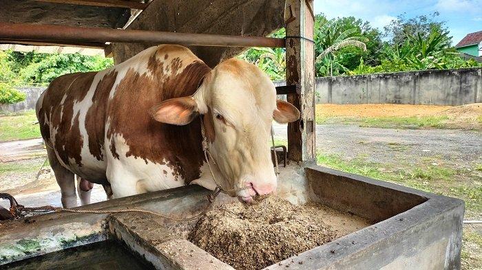 Bisnis Pakan Ternak Sapi